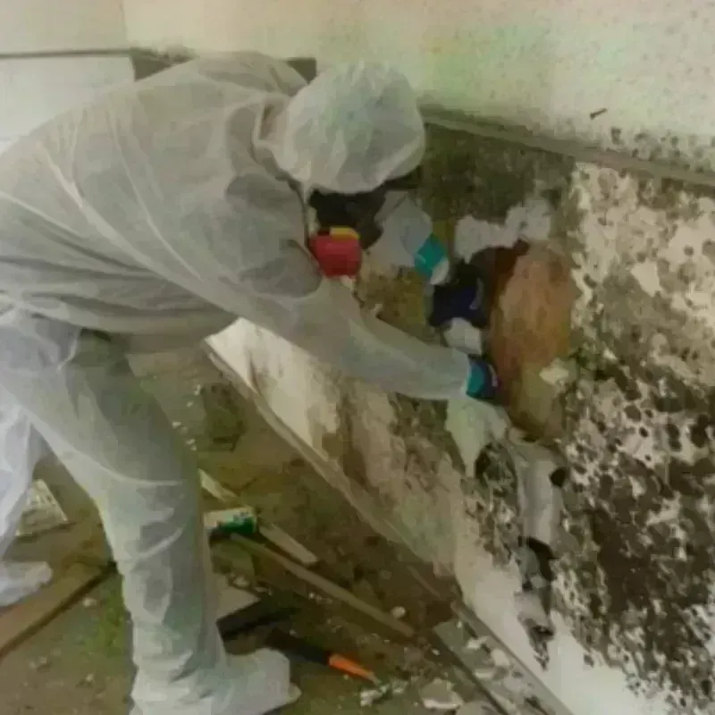 Mold Remediation and Removal in Hughes County, SD